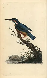 Atthis: Common kingfisher, Alcedo atthis