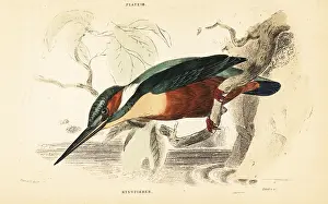 George Bell: Common kingfisher, Alcedo atthis