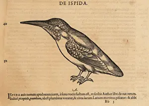 Xylograph: Common kingfisher, Alcedo atthis ispida