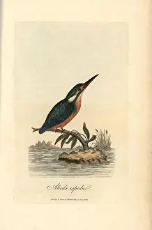 Atthis: Common kingfisher, Alcedo ispida, Alcedo atthis