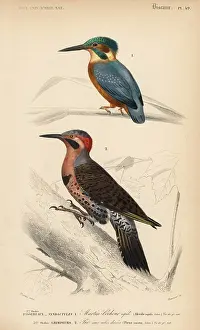 Picus: Common kingfisher, Alcedo ispida, and northern