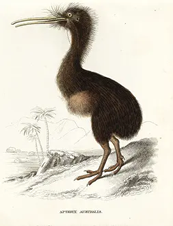 Apteryx: Common kiwi, Apteryx australis