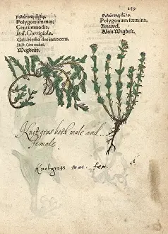 Lonicer: Common knotgrass, Polygonum aviculare