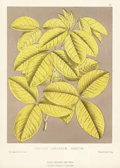Volume 4: Common laburnum, Laburnum anagyroides