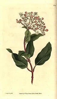 Viburnum: Common laurustinus, Viburnum tinus