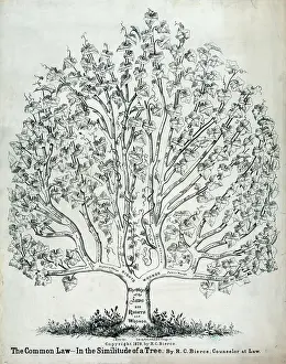 C1878: The common law in the similitude of a tree