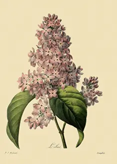 Lilac: Common Lilac