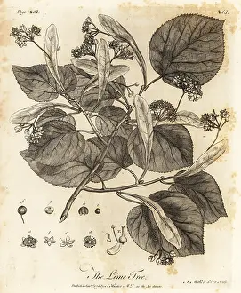 Arborist: Common lime tree, Tilia E' europaea
