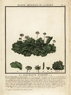18th Century: Common liverwort, Marchantia polymorpha