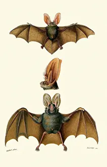 Bats: Common Long Eared & Yellow Winged Bats