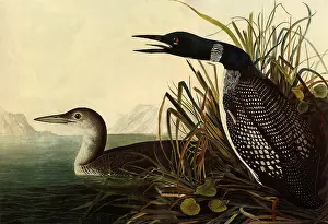 Loon: Common Loon, Gavia immer
