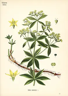 Rubia: Common madder, Rubia tinctorum