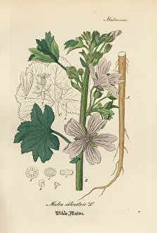 Malva: Common mallow, Malva sylvestris