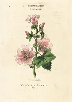 Malva: Common mallow, Malva sylvestris