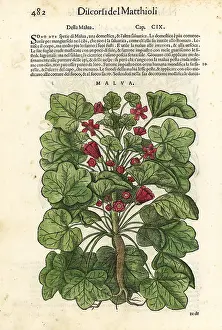 Mattioli: Common mallow, Malva sylvestris