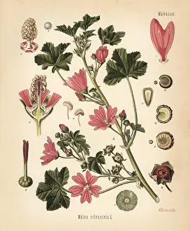 Malva: Common mallow, Malva sylvestris