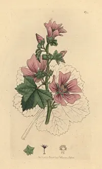 Malva: Common mallow, Malva sylvestris