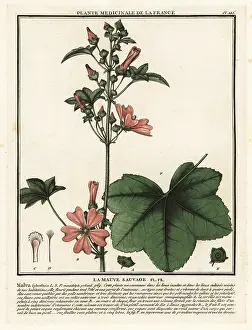 Plante Medicinale De La France: Common mallow, Malva sylvestris