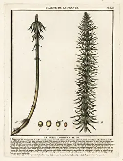 Colour Printing: Common mare's-tail, Hippuris vulgaris