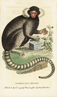 Jacchus: Common marmoset, Callithrax jacchus