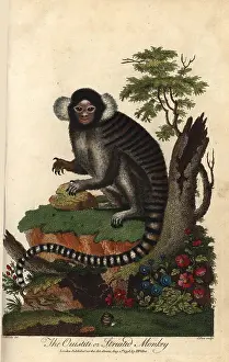 Sibly: Common marmoset, Callithrix jacchus