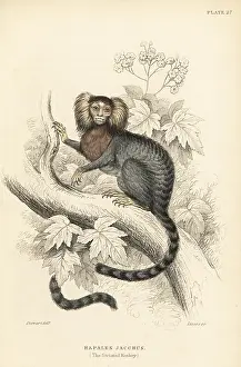 Jardines: Common marmoset, Callithrix jacchus