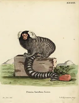 Seve: Common marmoset, Callithrix jacchus