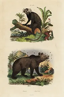 Brun: Common marmoset, Callithrix jacchus, and brown