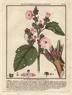 Bulliard: Common marshmallow, Althaea officinalis