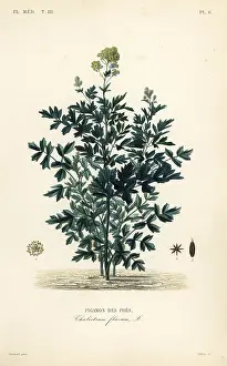 Constans: Common meadow rue, Thalictrum flavum