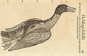 Xylograph: Common merganser or goosander, Mergus merganser