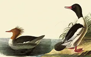 Merganser: Common Merganser, Mergus merganser