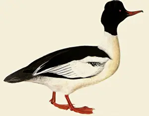 Selby: Common Merganser, Mergus merganser