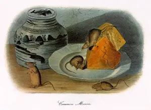 Pantry: Common Mice