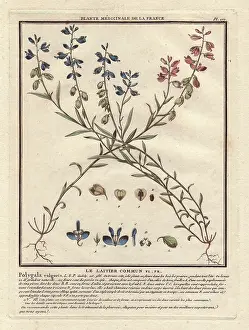 Polygala: Common milkwort, Polygala vulgaris