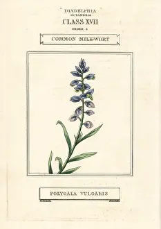 Polygala: Common milkwort, Polygala vulgaris