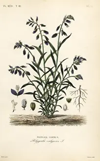 Polygala: Common milkwort, Polygala vulgaris