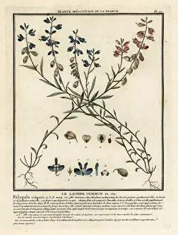 Colour Printing: Common milkwort, Polygala vulgaris