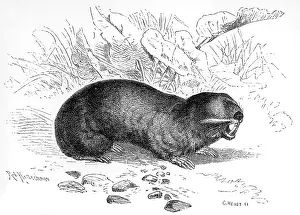 Bares: MOLE