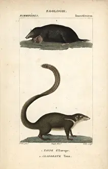 Europaea: Common mole, Talpa europaea, and large treeshrew