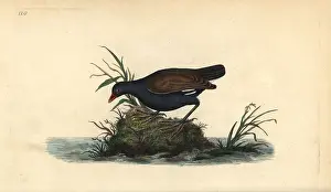 Gallinula: Common moorhen, Gallinula chloropus