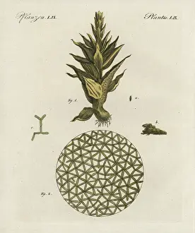 Kinder: Common moss, Phascum cuspidatum, and pond algae