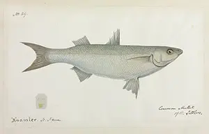 Mullet: Common mullet of the Settlers