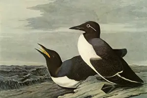 Agape: Common Murre