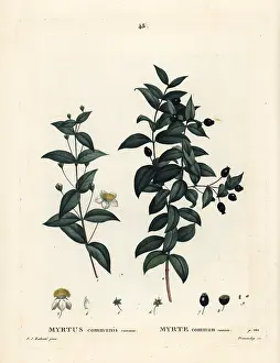 Myrtle: Common myrtle, Myrtus communis