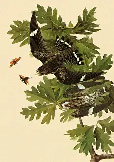 Nighthawk: Common Nighthawk, Chordeiles Minor