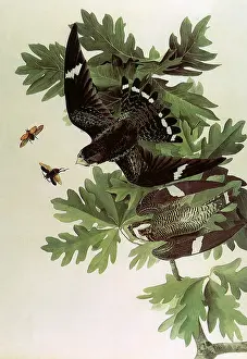 Nighthawks: Common Nighthawks, Chordeiles minor