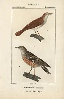 Prunella: Common nightingale, Luscinia megarhynchos