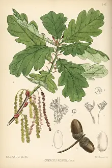 Robur: Common oak tree, Quercus robur