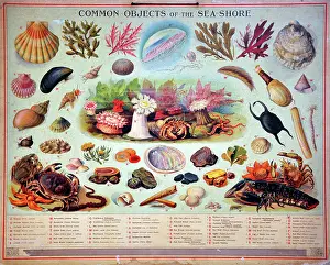 Seaweed: Common objects of the sea shore